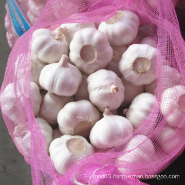 Fresh Normal White Garlic Packed in 10kg Mesh Bag